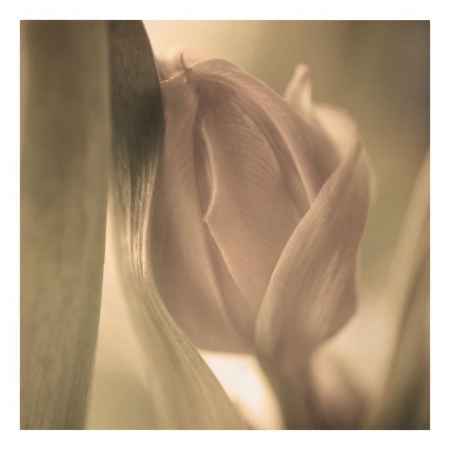 Wanddeko Blume Zarte Tulpen