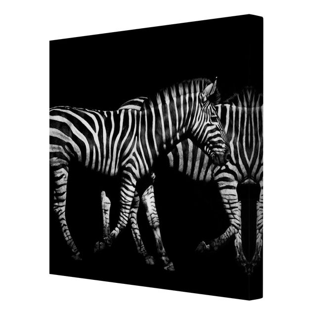 Zebra Bilder auf Leinwand Zebra vor Schwarz
