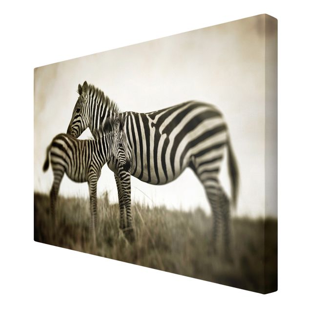 Zebra Bilder auf Leinwand Zebrapaar