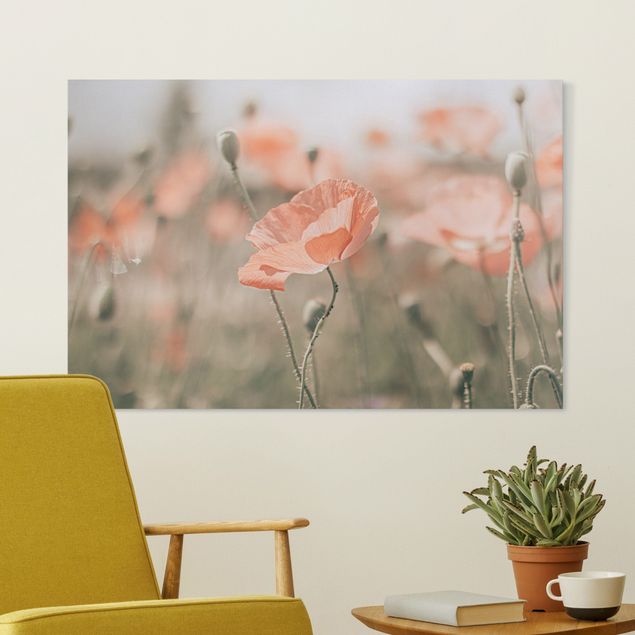 Wandbilder Mohnblumen Sonnengeküsste Mohnfelder