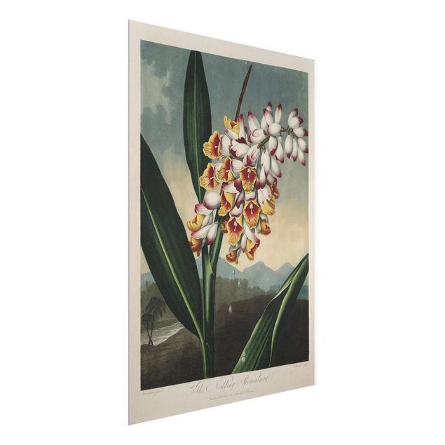 Wanddeko Esszimmer Botanik Vintage Illustration Ingwer mit Blüte