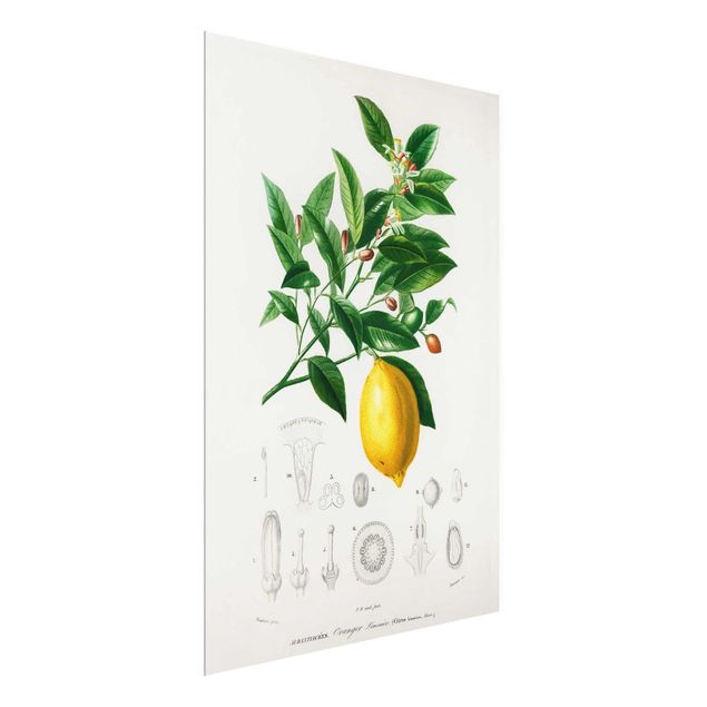 Wanddeko Büro Botanik Vintage Illustration Zitrone