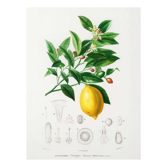 Wanddeko Pflanzen Botanik Vintage Illustration Zitrone