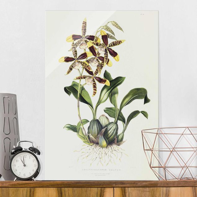 Glasbilder Orchideen Maxim Gauci - Orchidee II