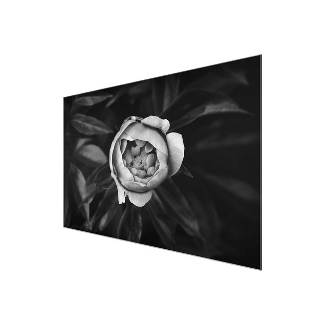 Wanddeko Esszimmer Pfingstrosenblüte vor Blättern Schwarz Weiß