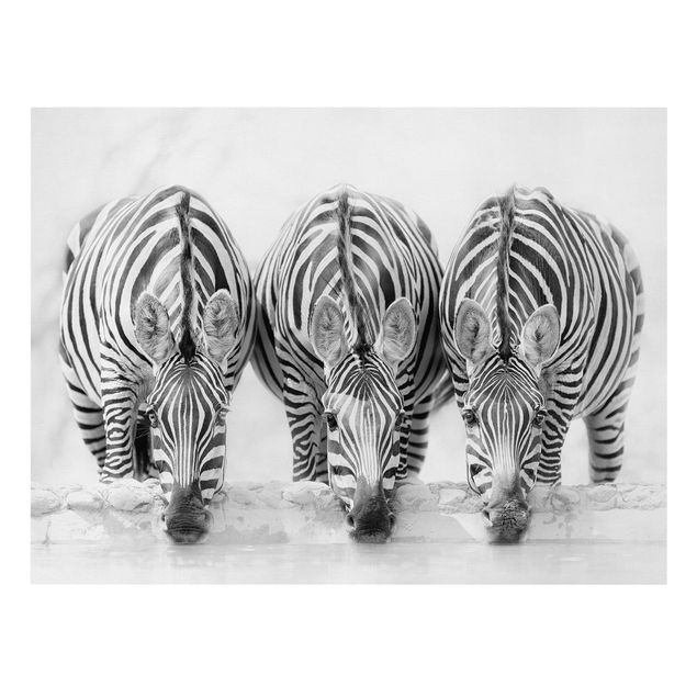 Wanddeko Büro Zebra Trio schwarz-weiß
