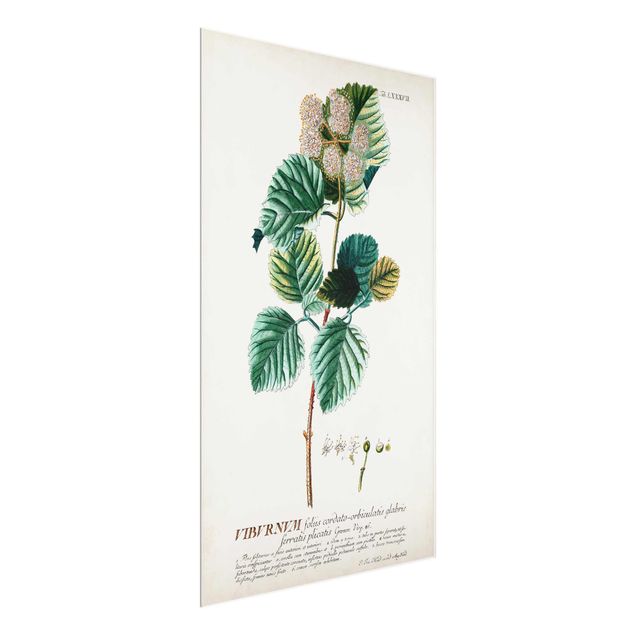 Wanddeko Esszimmer Vintage Botanik Illustration Schneeball