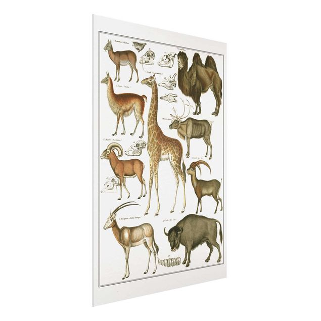 Wandbilder Giraffen Vintage Lehrtafel Giraffe, Kamel und Lama