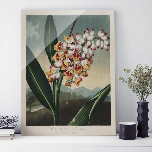 Wanddeko Schlafzimmer Botanik Vintage Illustration Ingwer mit Blüte