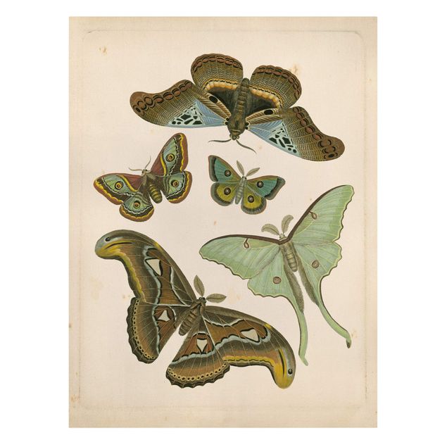 Wanddeko Esszimmer Vintage Illustration Exotische Schmetterlinge II