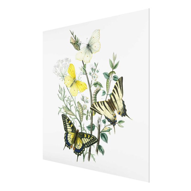 Wandbilder Schmetterlinge Britische Schmetterlinge III