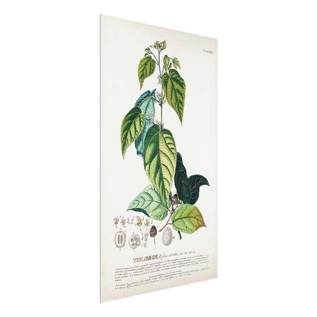 Wanddeko grün Vintage Botanik Illustration Kakao