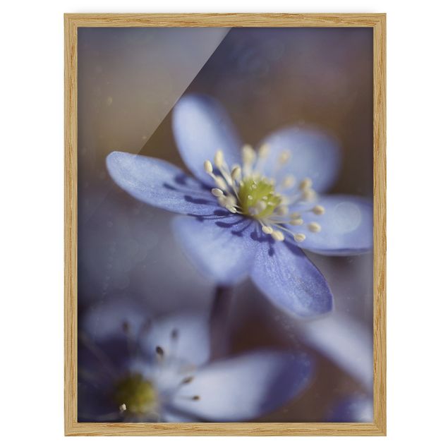 Wohndeko Blume Anemonen in Blau