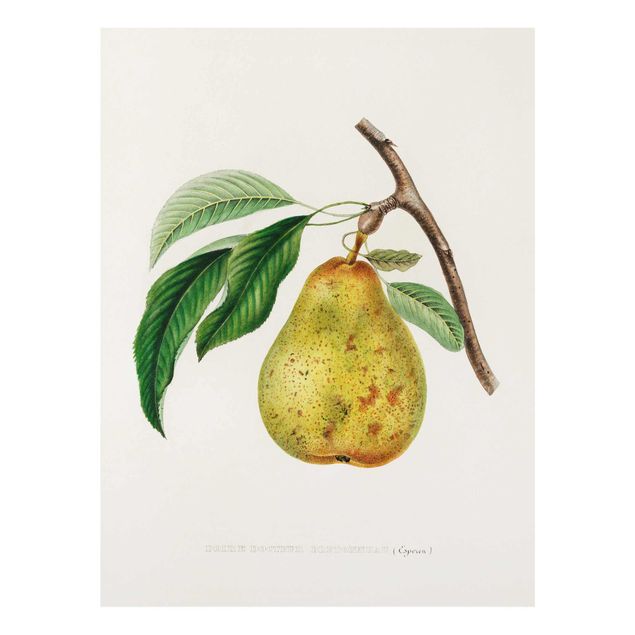 Deko Pflanzen Botanik Vintage Illustration Gelbe Birne