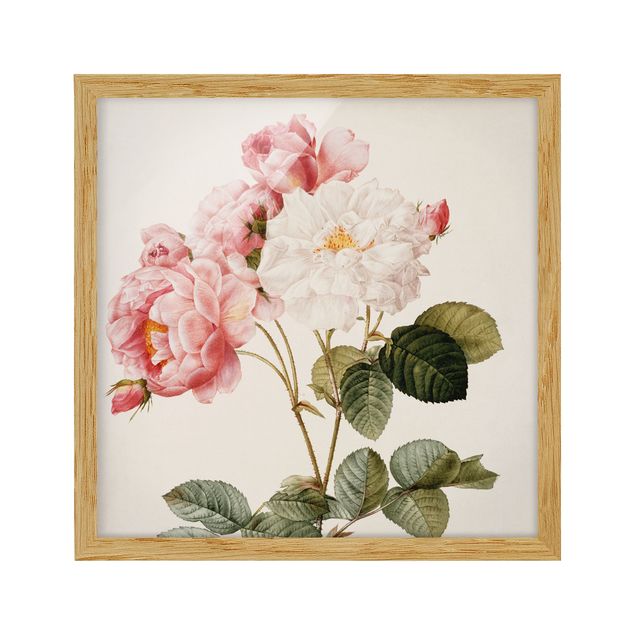 Wanddeko Blume Pierre Joseph Redouté - Damaszener-Rose