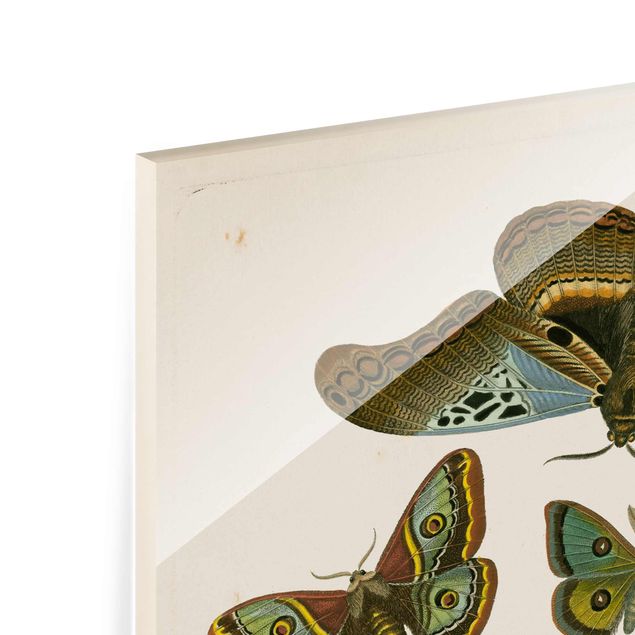 Wanddeko Treppenhaus Vintage Illustration Exotische Schmetterlinge II