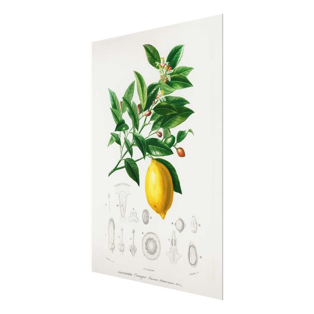 Wanddeko Obst Botanik Vintage Illustration Zitrone