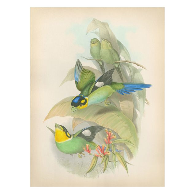 Wanddeko grün Vintage Illustration Tropische Vögel