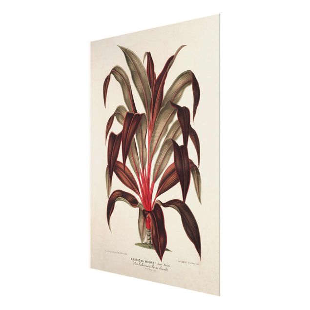 Wanddeko Pflanzen Botanik Vintage Illustration Drachenbaum