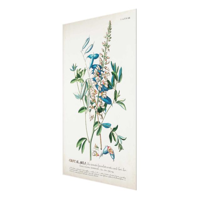 Wanddeko Büro Vintage Botanik Illustration Hülsenfrüchte
