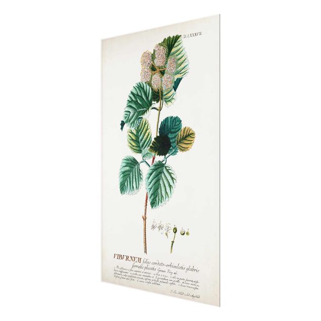 Wanddeko Büro Vintage Botanik Illustration Schneeball