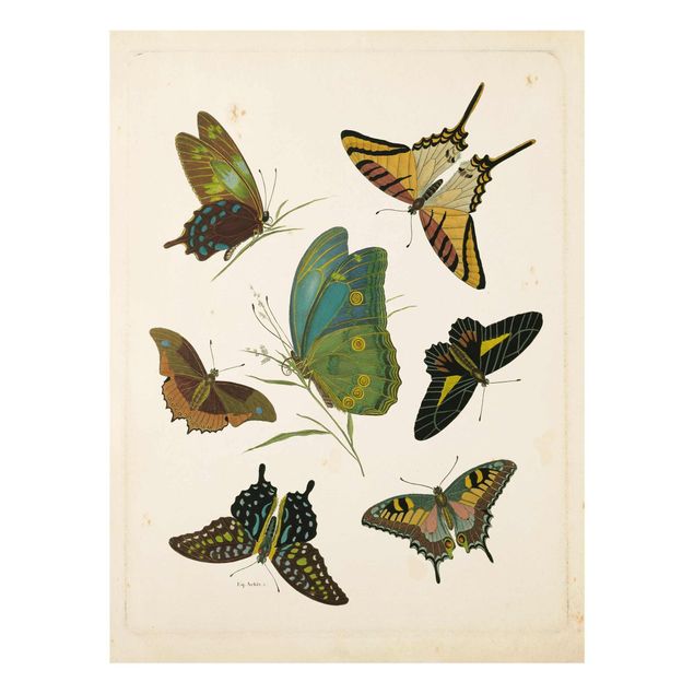 Wandbilder Schmetterlinge Vintage Illustration Exotische Schmetterlinge