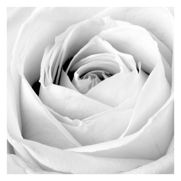 Wanddeko Flur Close Up Rose