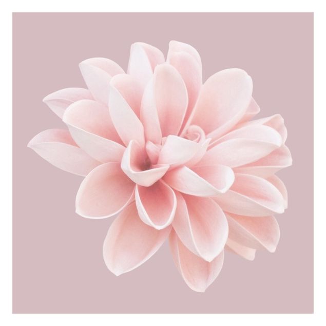 Wanddeko Büro Dahlie Blume Lavendel Rosa Weiß