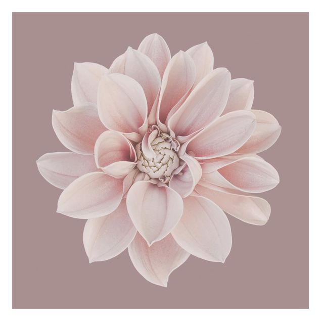 Wanddeko Büro Dahlie Blume Lavendel Weiß Rosa
