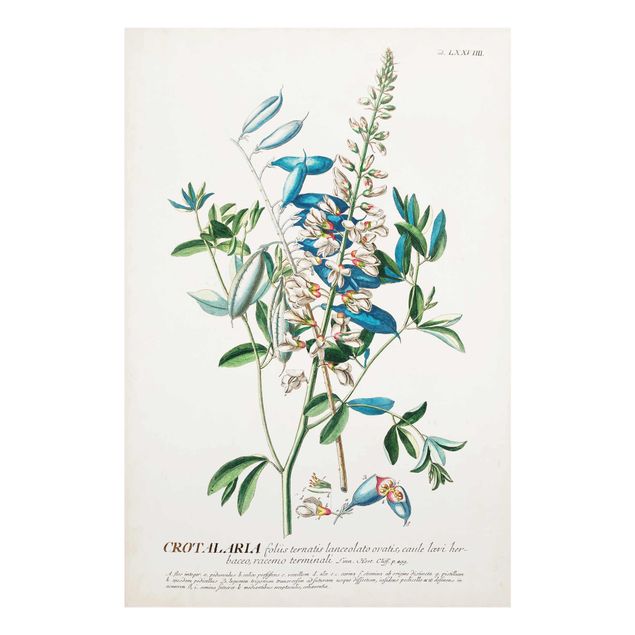 Wanddeko Esszimmer Vintage Botanik Illustration Hülsenfrüchte