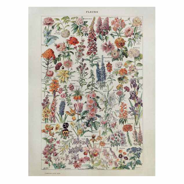 Deko Blume Vintage Lehrtafel Blumen V
