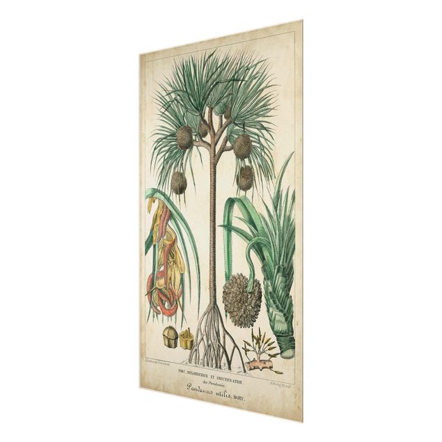 Wanddeko Pflanzen Vintage Lehrtafel Exotische palmen I