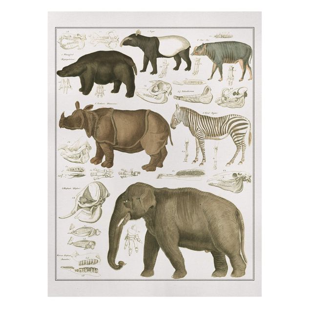 Wanddeko Wohnzimmer Vintage Lehrtafel Elefant, Zebra und Nashorn
