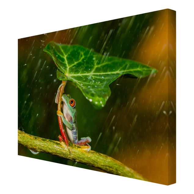 Wanddeko grün Ein Frosch im Regen
