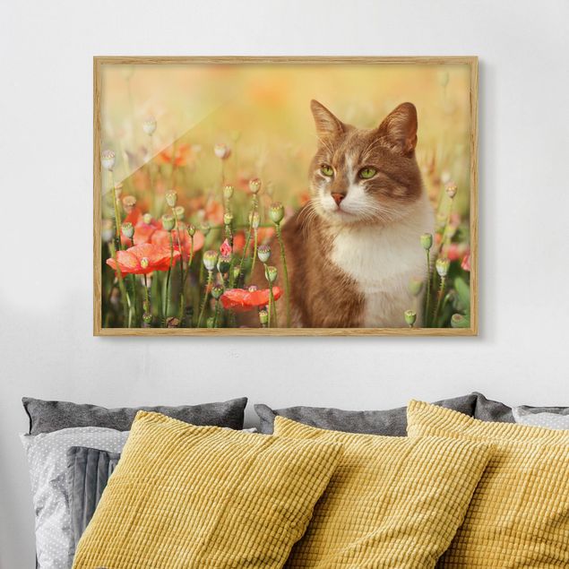 Wandbilder Mohnblumen Katze im Mohnfeld