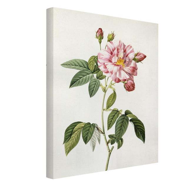 Wohndeko Blume Pierre Joseph Redouté - Rosa Gallica-Rose
