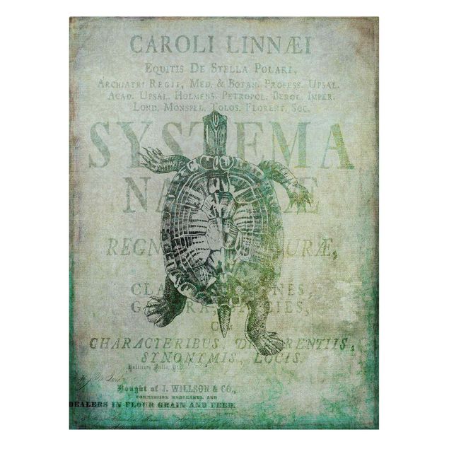 Wanddeko Büro Vintage Collage - Antike Schildkröte