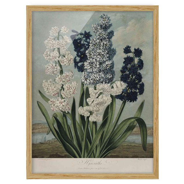 Wohndeko Blume Botanik Vintage Illustration Blaue und weiße Hyazinthen