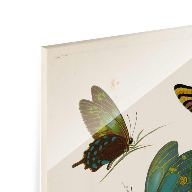Wanddeko über Sofa Vintage Illustration Exotische Schmetterlinge