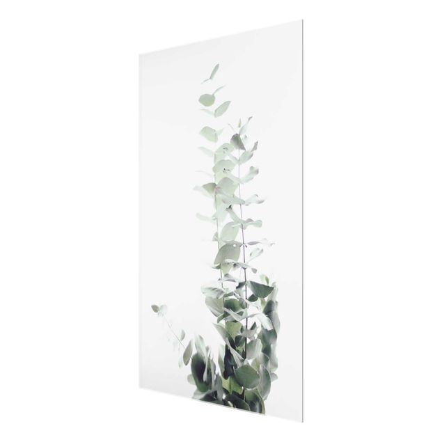 Wohndeko Pflanzen Eukalyptus im Weißen Licht