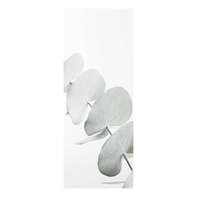 Wanddeko Pflanzen Eukalyptuszweig im Weißen Licht