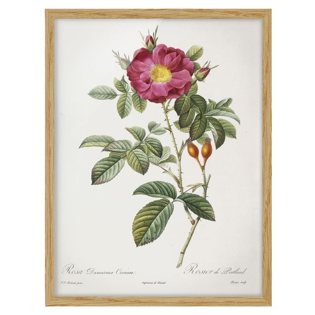Wohndeko Blume Pierre Joseph Redouté - Portland-Rose