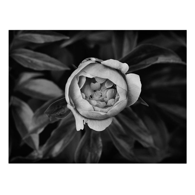 Wanddeko Flur Pfingstrosenblüte vor Blättern Schwarz Weiß