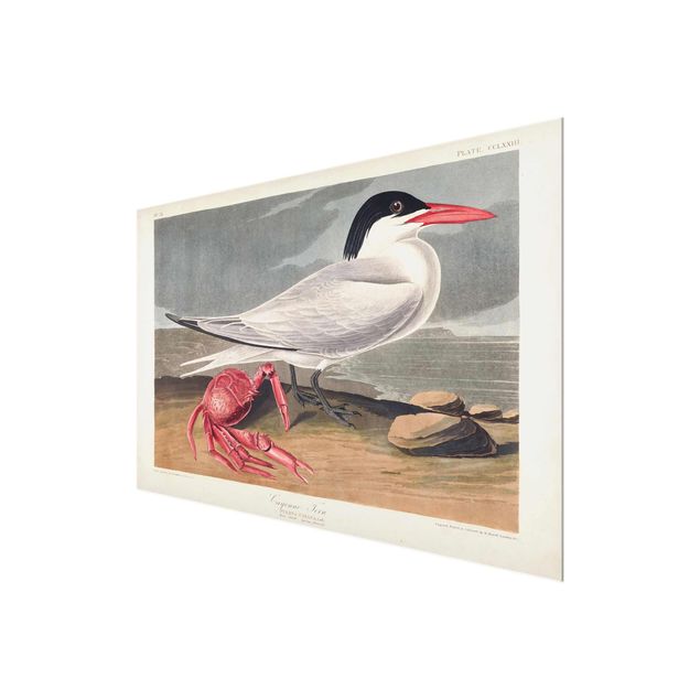 Wanddeko rot Vintage Lehrtafel Brandseeschwalbe