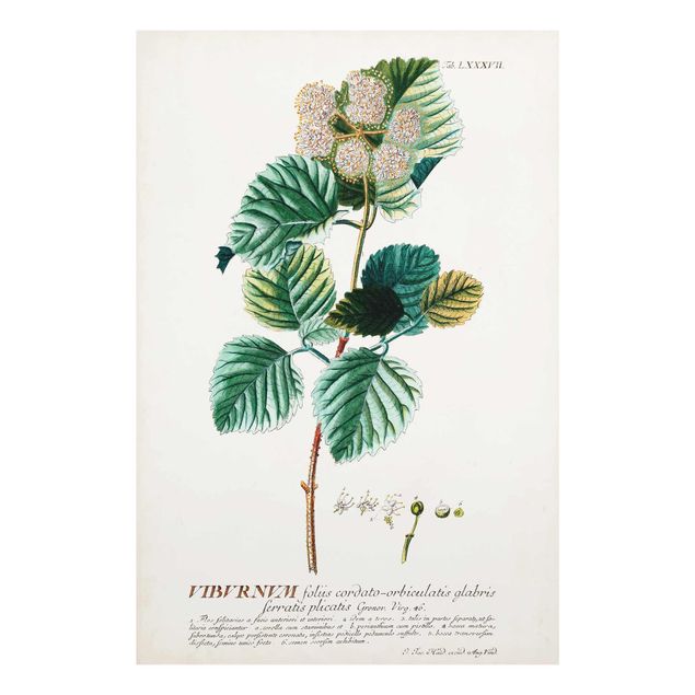 Wanddeko grün Vintage Botanik Illustration Schneeball