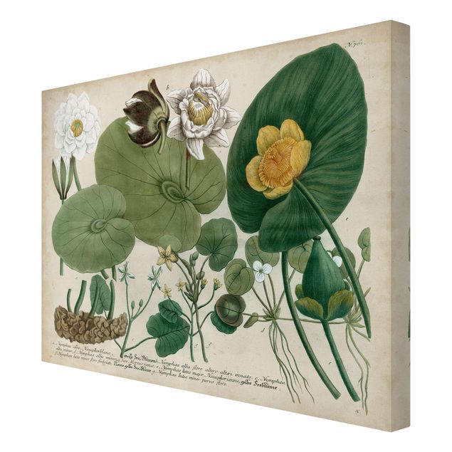Wanddeko Esszimmer Vintage Illustration Weiße Wasserlilie