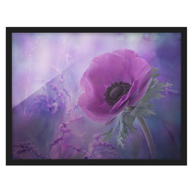 Wanddeko Flur Anemonenblüte in Violett