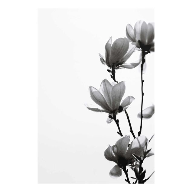 Wanddeko Pflanzen Frühlingsbote Magnolie Schwarz Weiß