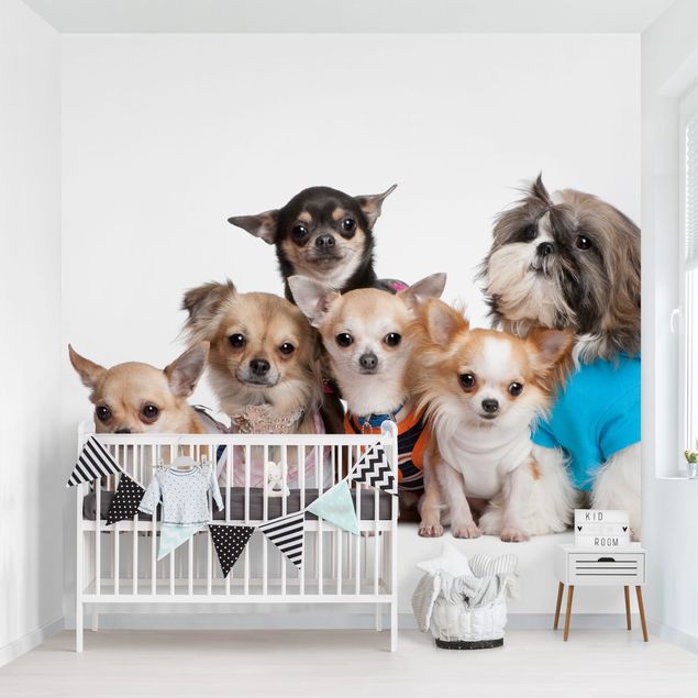 Babyzimmer Deko Fünf Chihuahuas und ein Shi