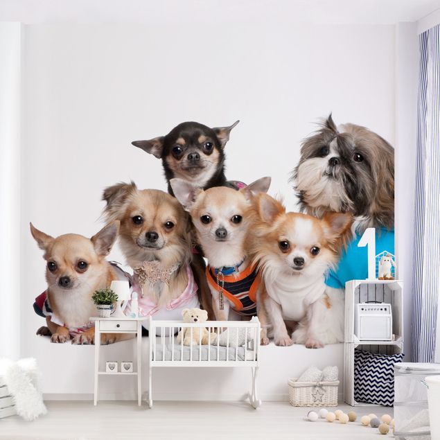 Wanddeko Büro Fünf Chihuahuas und ein Shi